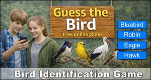 Bird Identification Game