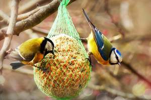 Suet bird-feeder mesh bag