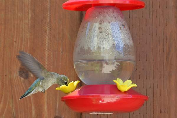 Homemade Hummingbird Nectar Food Sugar Water Ratio,Pet Lizard Habitat