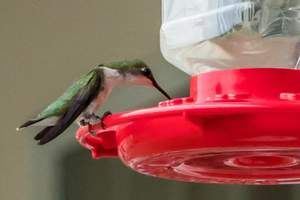 DIY Homemade hummingbird food recipe.