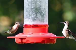 Hummingbird food ration (sugar to water)