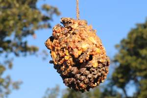 Peanut butter pine cone feeder