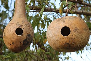 How to Build a Gourd Birdhouse - DIY Plans to create a Homemade bird house nesting box.