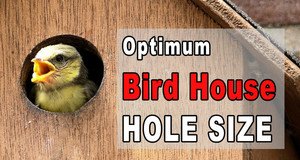 Optimum Bird House Hole Size.