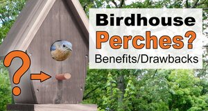 Birdhouse Perch