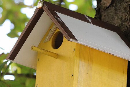 Birdhouse round perch wooden dowel.