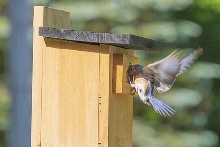 Bluebird birdhouse.