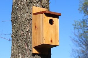 Mount a birdhouse to a tree.