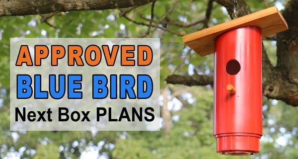 Blue Bird Nest Box Plans Approved Pvc, Build Bluebird House Plans