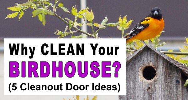 How to Clean a Bird House (Including 5 Cleanout Door Ideas)