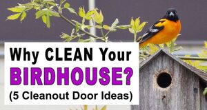 How to Clean Birdhouse