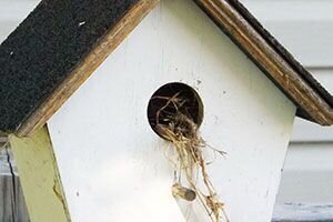 How to clean out a bird house or next box.