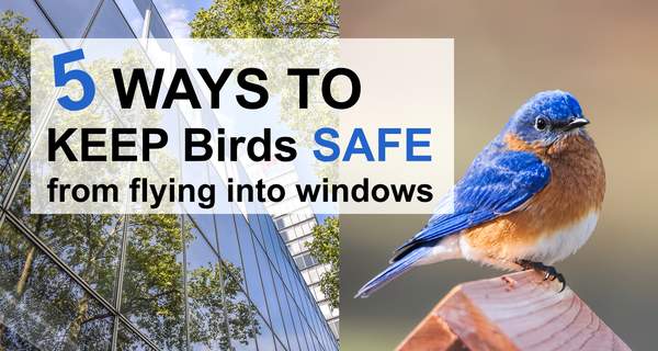 How to Stop Birds From Flying Into Windows – DIY Projects, Patterns