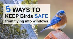 Stop Birds from Flying into Windows