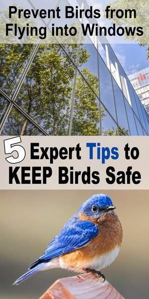 How to stop birds from flying into windows.  Why birds collide with windows.  Ways to prevent bird strikes and keep birds from crashing hitting glass using decals, stickers, wind chimes.