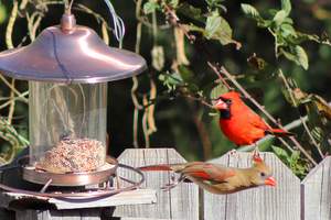 Bird feeder is located away from window.