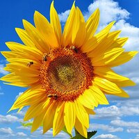 Sunflower on a sunny day., blue sky.