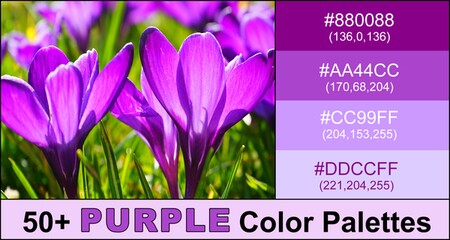 Purple Color Palette (Combinations, Schemes & Ideas)