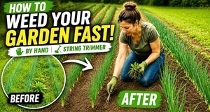 Learn how to weed your garden fast.