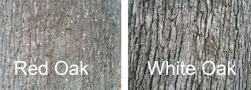 Red Vs White Oak Bark 