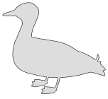 Duck (Mallard) pattern, free, bird pattern, template, outline, silhouette, cricut, design, cut file print download vector svg scroll saw.