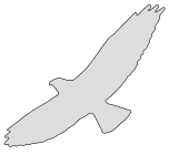 Free Eagle (Hawk)  silhouette cricut bird pattern template design cut file print download vector svg laser scroll saw vinyl cutting machines.