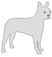 Free Boston Terrier template. dog breed silhouette pattern scroll saw pattern, cricut cutting, laser cutting template, svg, coloring.