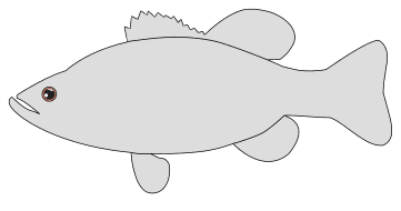 Bass fish pattern. Free, fish, pattern, template, stencil, outline, printable, clipart, design, coloring page, vector, svg, print, download.