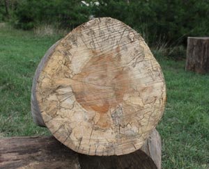 Spalted log with coloration and zone lines.